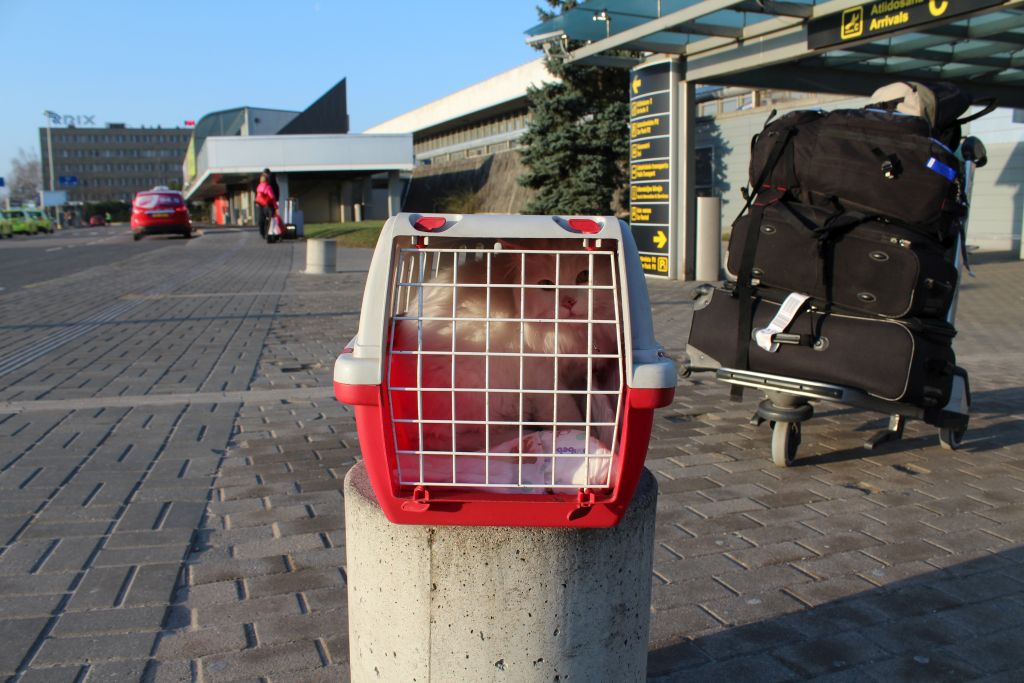 Cat just landed at Riga airport