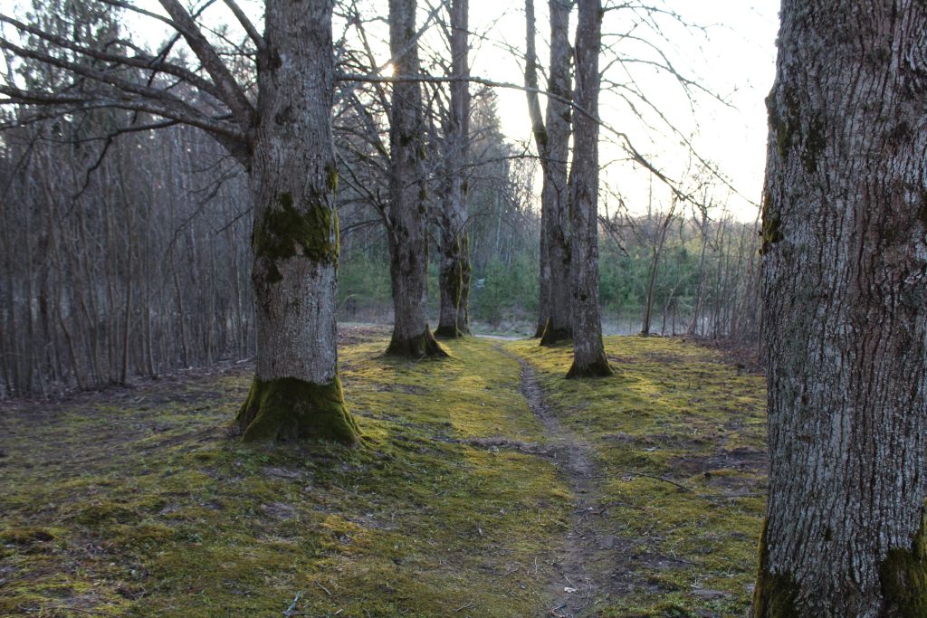 Old alley at this cemetery