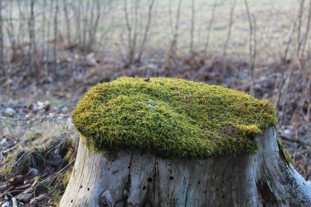 Moss on the stump at Bakuzi cemetery