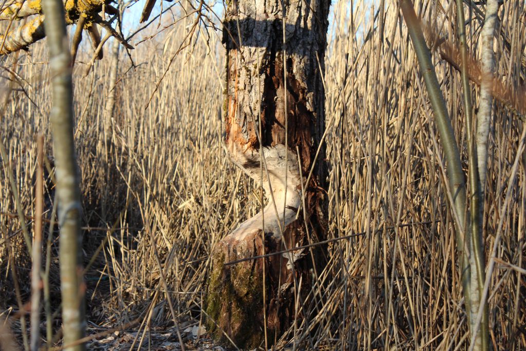 A beaver gnawing