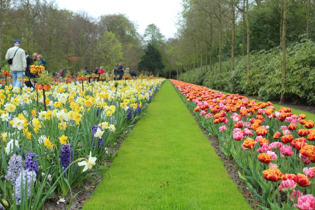 Tulips and other flowers at Keukenhof garden