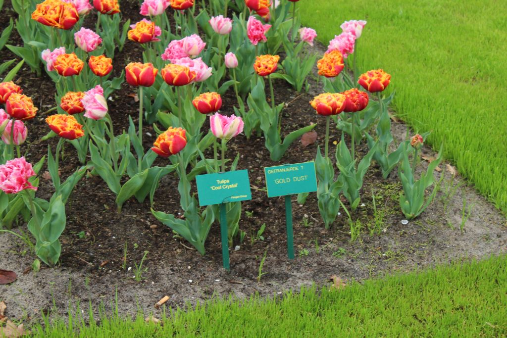 Tulips at Keukenhof