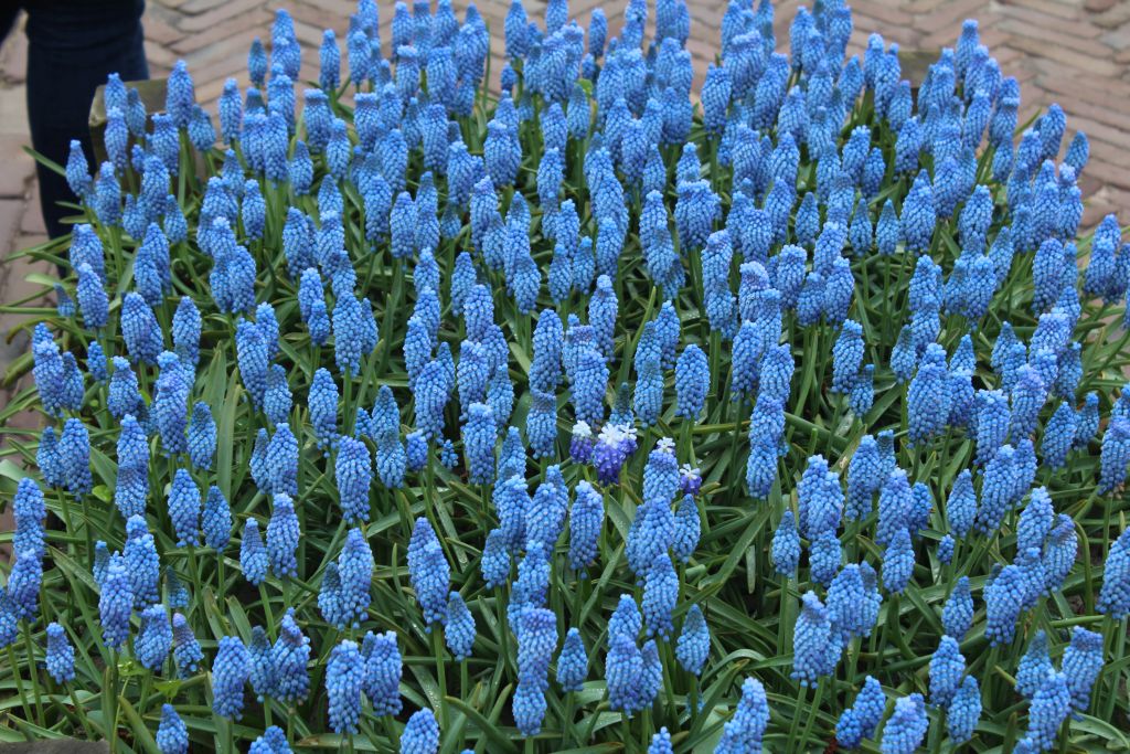 At Keukenhof