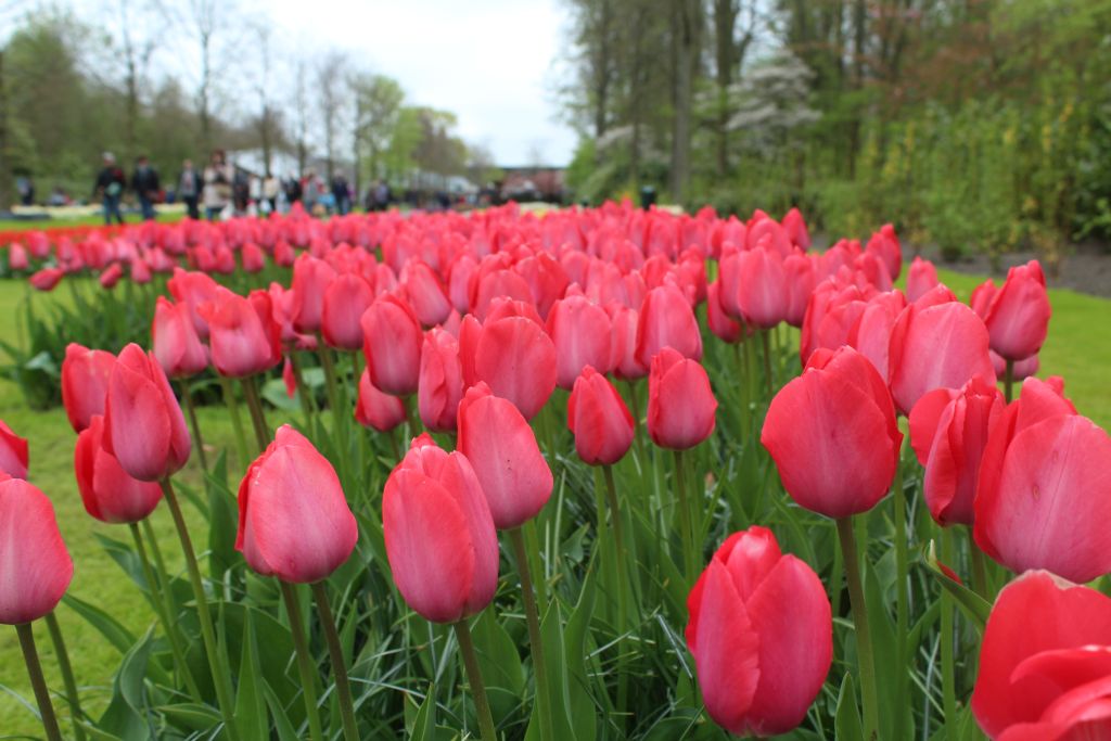 Tulips at Keukenhof garden