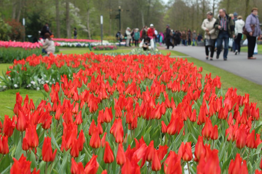 Some fire tulips