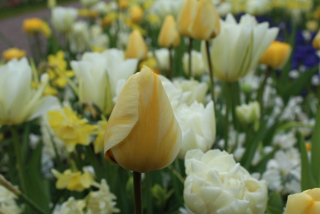 Macro of a tulip