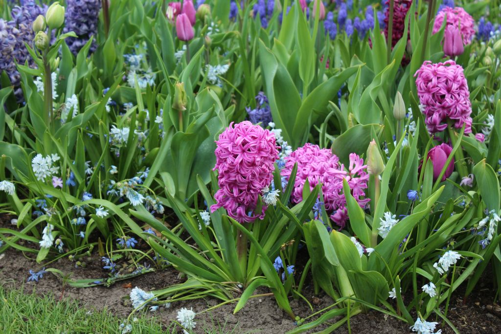 Tulips and other flowers