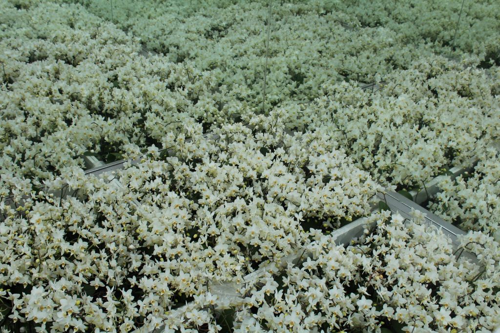 A lot of flowers