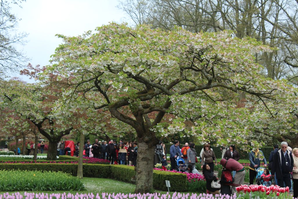 Blooming tree at Keukenhof