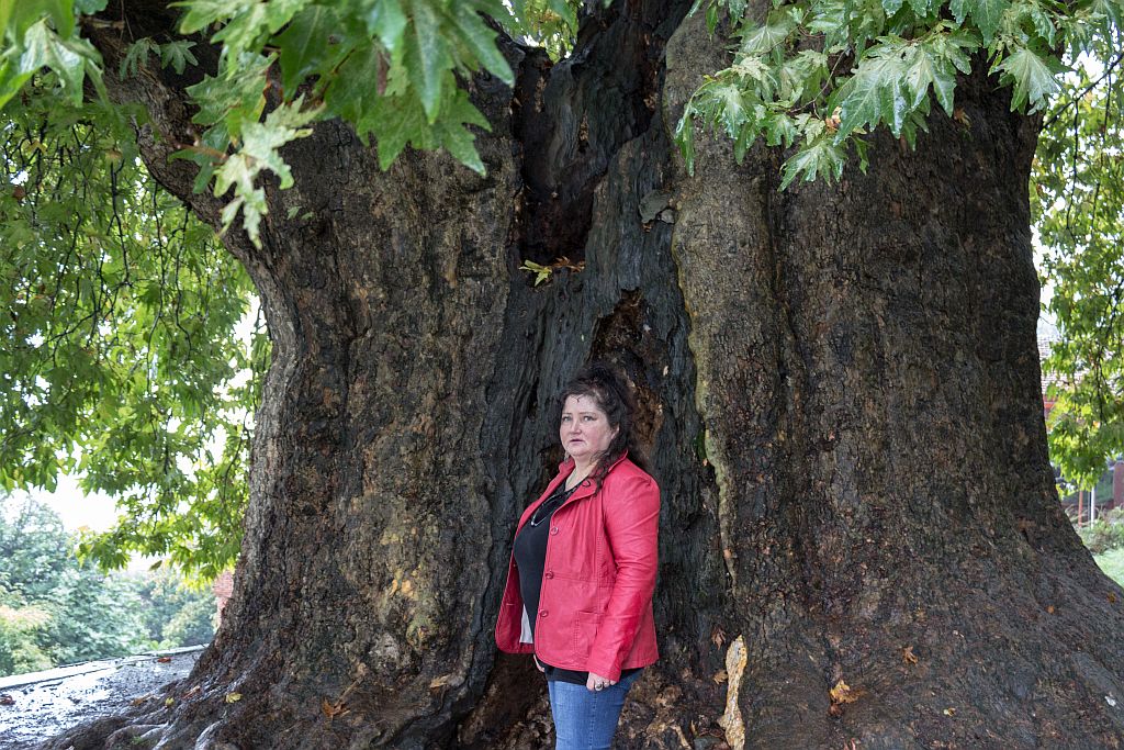 The Giant Plane tree in Telavi, Republic of Georgia