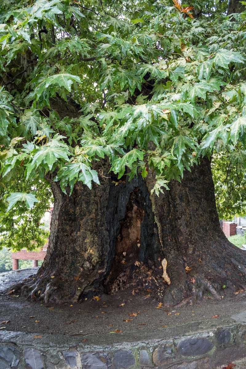 The Giant Plane tree in Telavi, Republic of Georgia