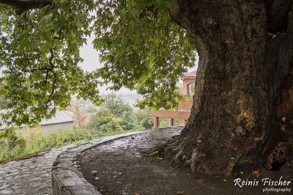 The Giant tree in Telavi