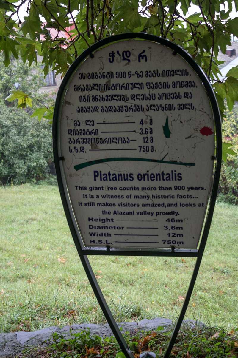 Platanus Orientalis