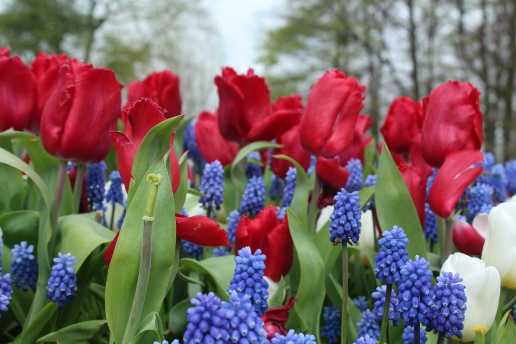 Tulips and those... blue ones