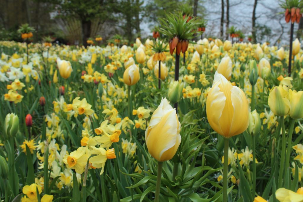 Tulips and daffodils 