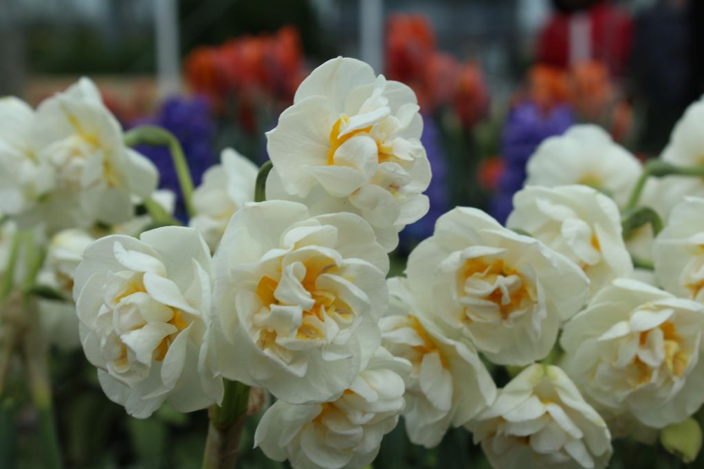 At Keukenhof's flower garden