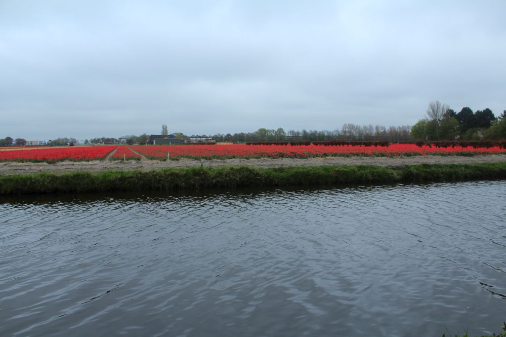 Channel and a tulip field