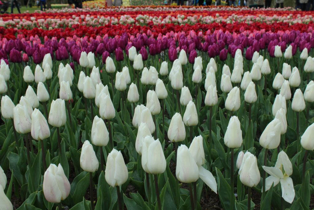 Multi colour tulips