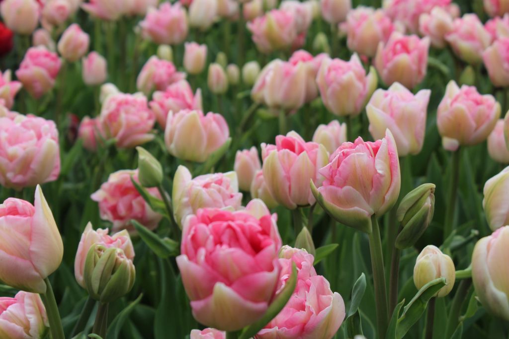 Pink blooming tulips