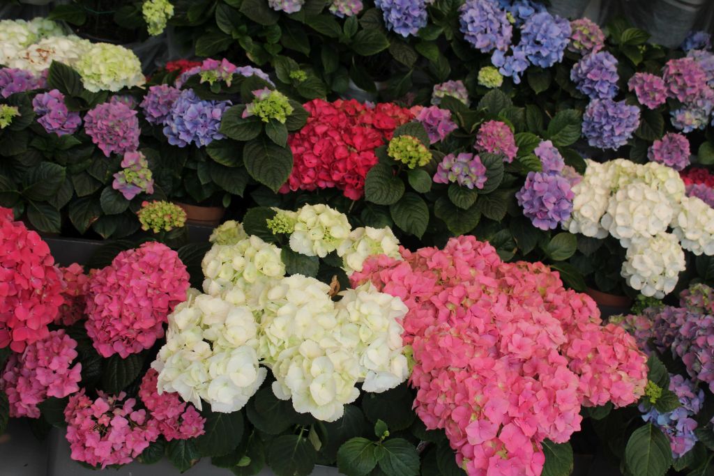 Hydrangeas