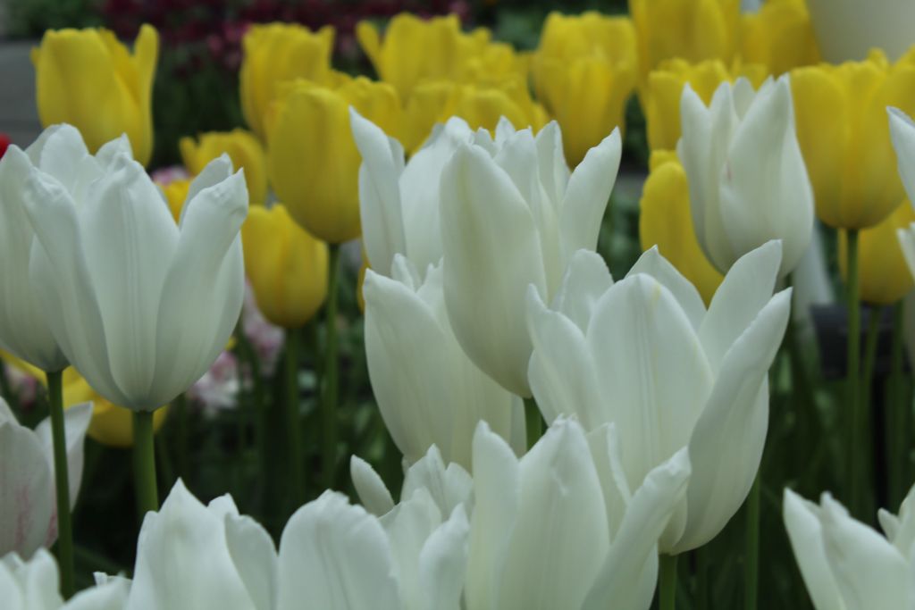 White and Yellow tulips