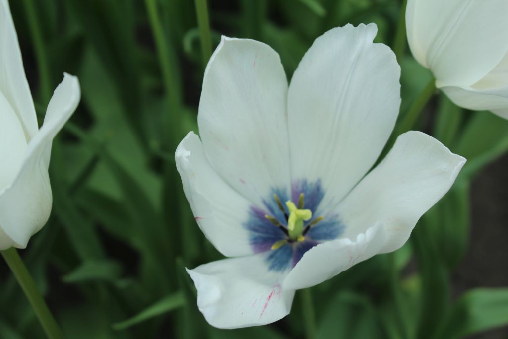 Blooming tulips at Keukenhof