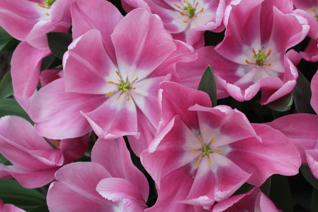 Pink tulips