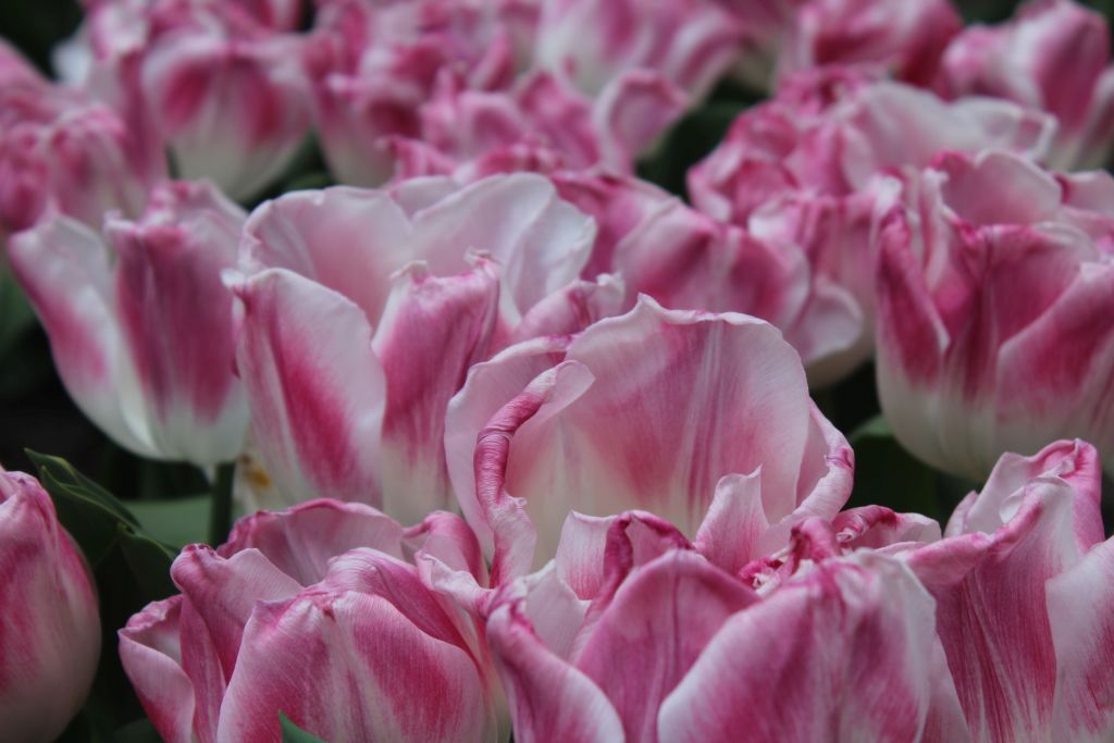 Tulips at Keukenhof