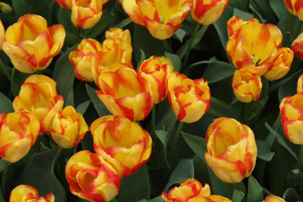 Yellow tulips with red stripes