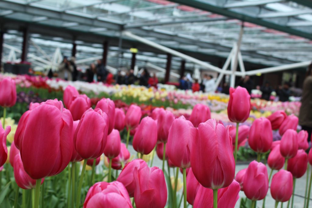 Tulips at indoor hall at Keukenhof