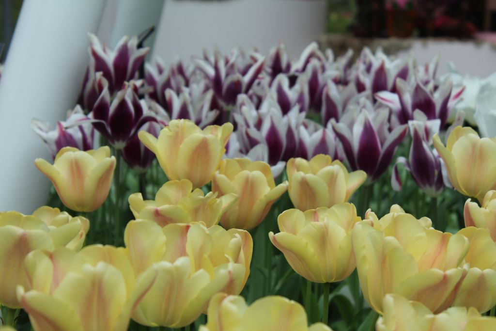 Tulips at indoor hall at Keukenhof