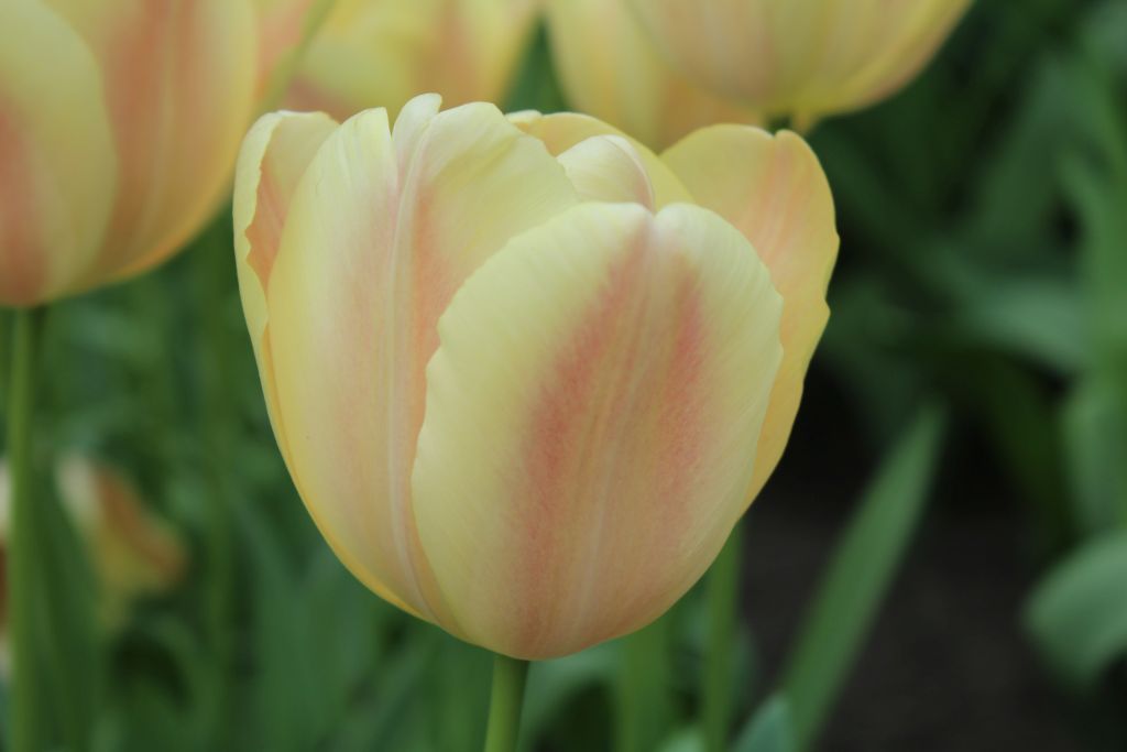 Yellow and Pink tulips