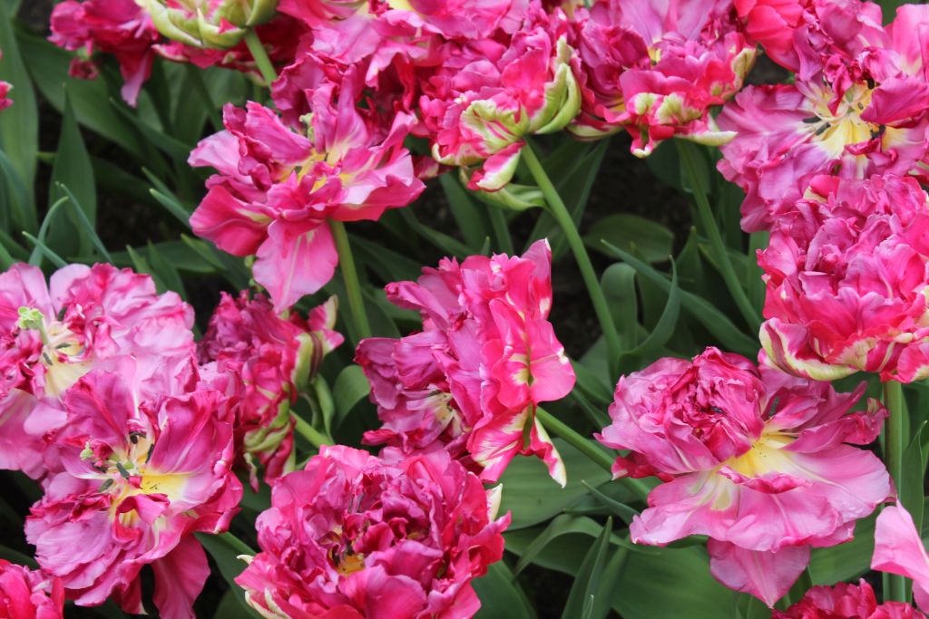 Another variation of tulips