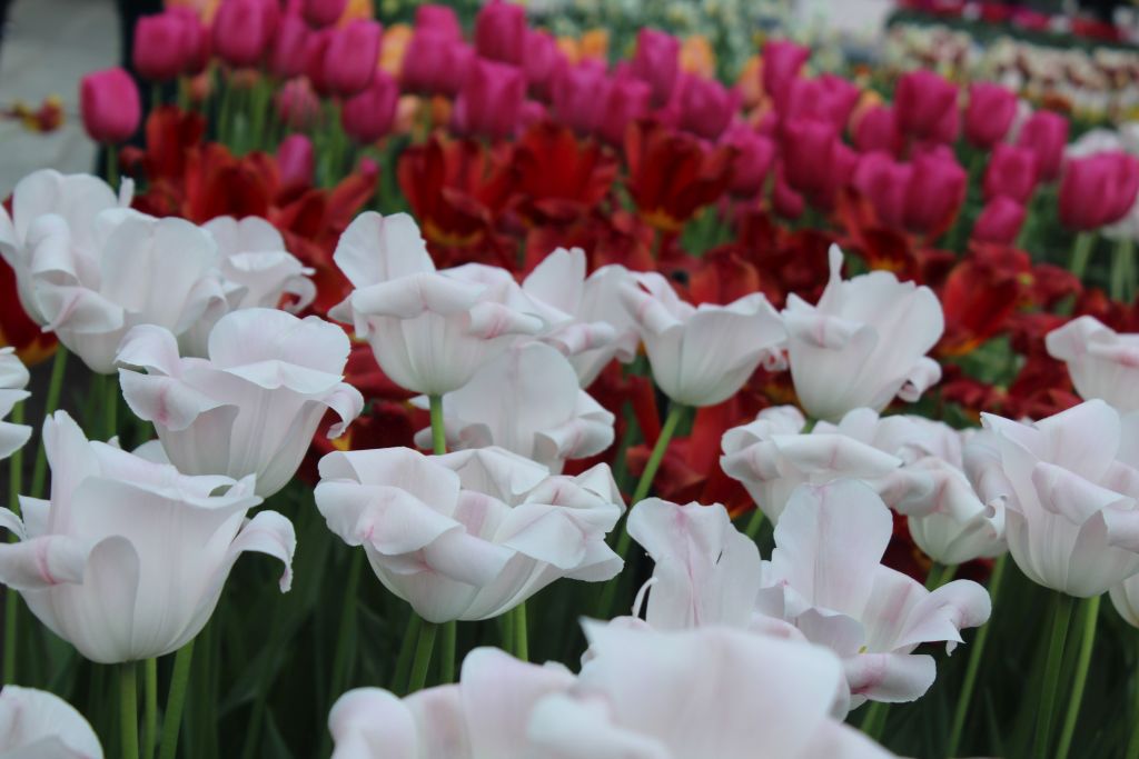 Colourful tulips