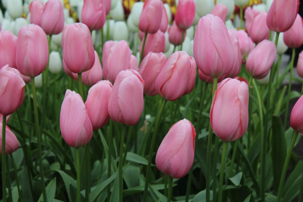 Pink tulips