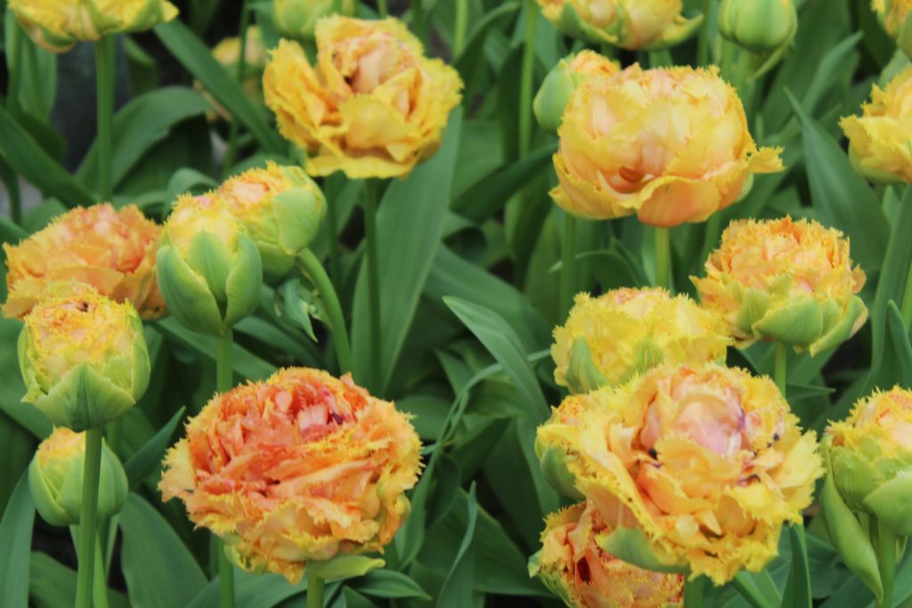 Yellow and Red tulips