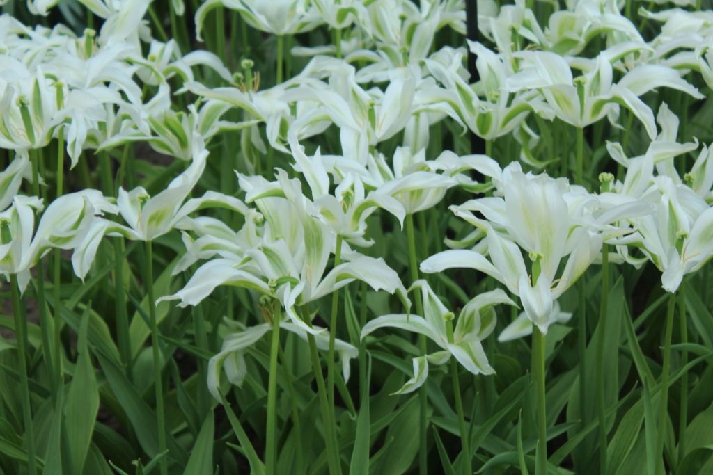 White tulips