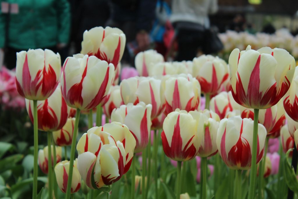 Yellow tulips with red stripes