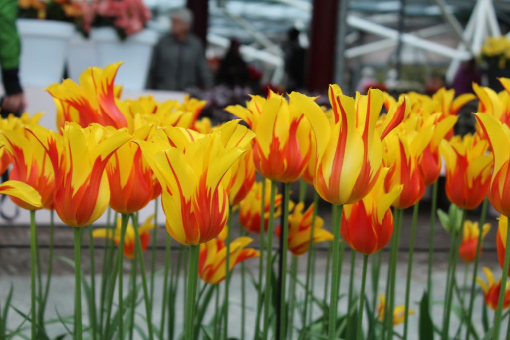 Yellow tulips with red stripes at Keukenhof