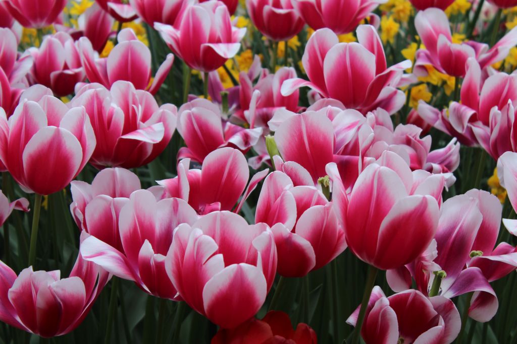 Pink tulips with white edges