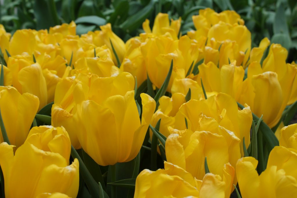 Yellow tulips