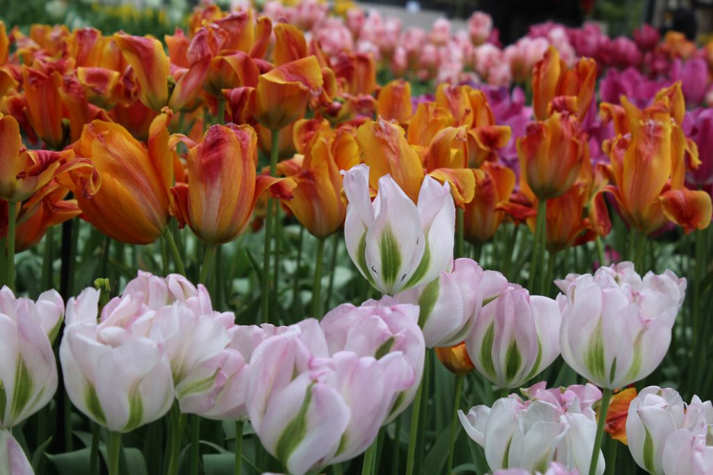 Tulips