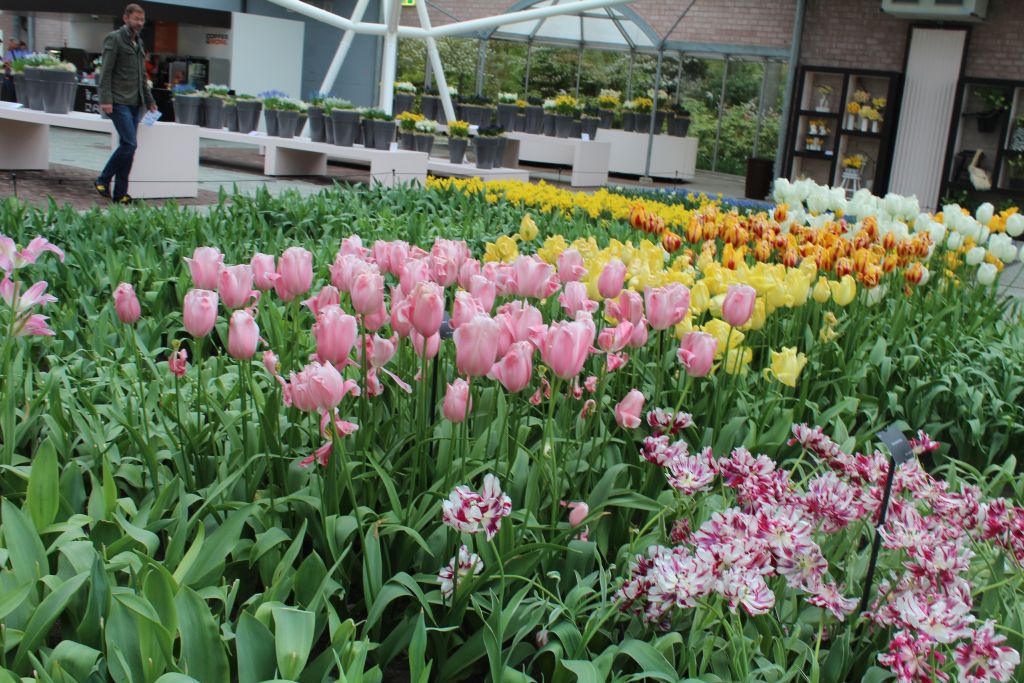 Tulips at expo hall