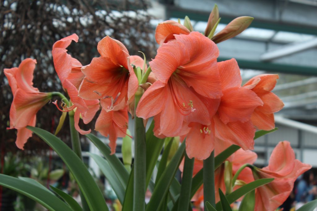 Amaryllis at Keukenhof