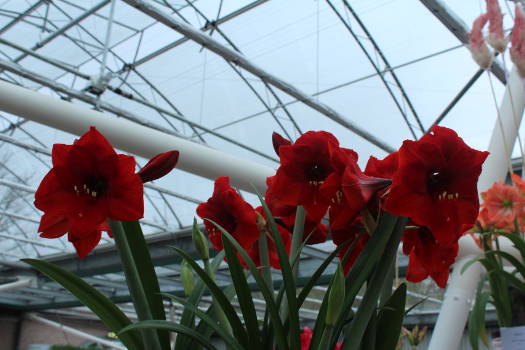 Amaryllis at Keukenhof