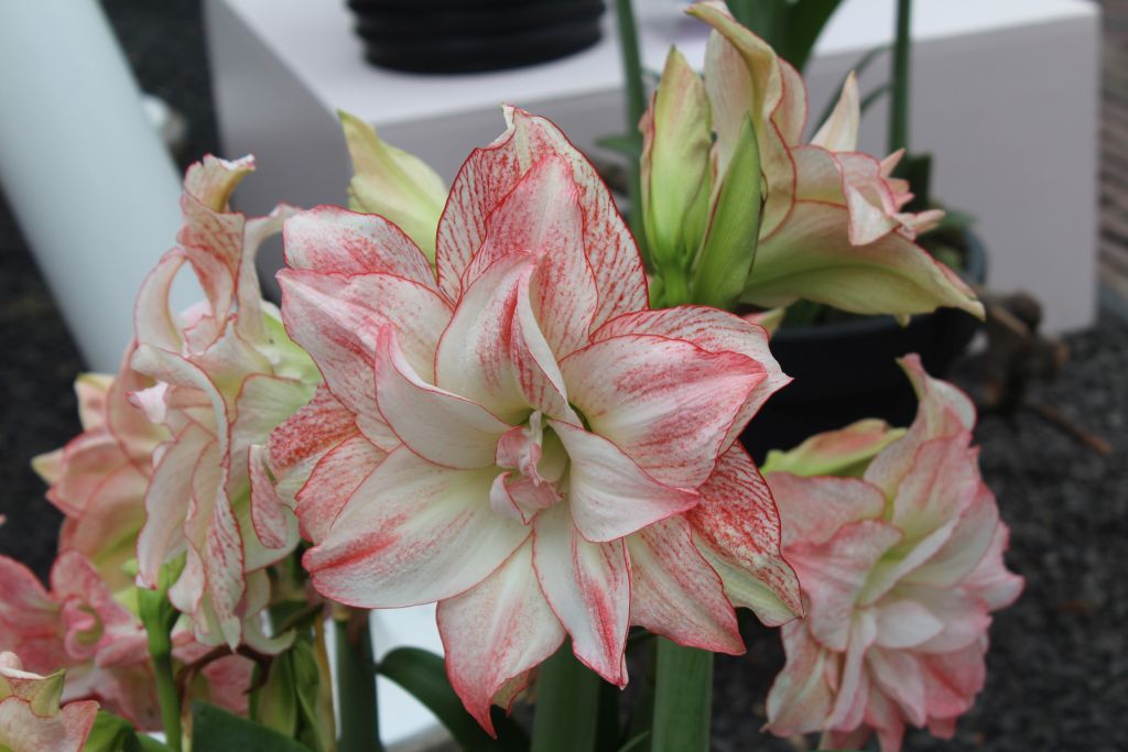 Amaryllis at Keukenhof