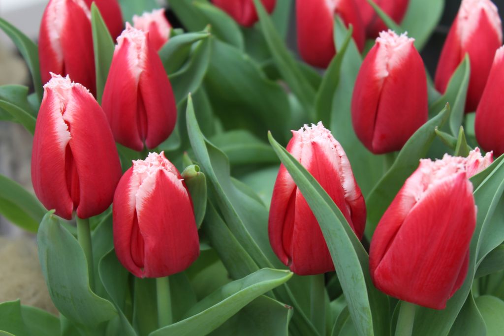 Tulips