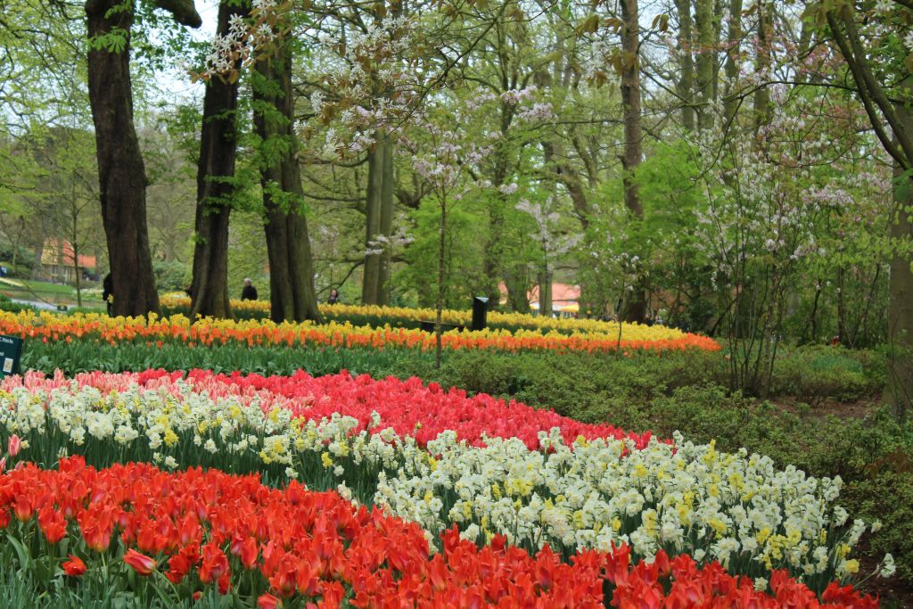 Blooming tulips at trees at Keukenhof