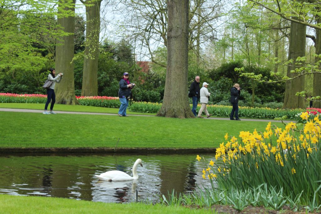 A swan in a channel