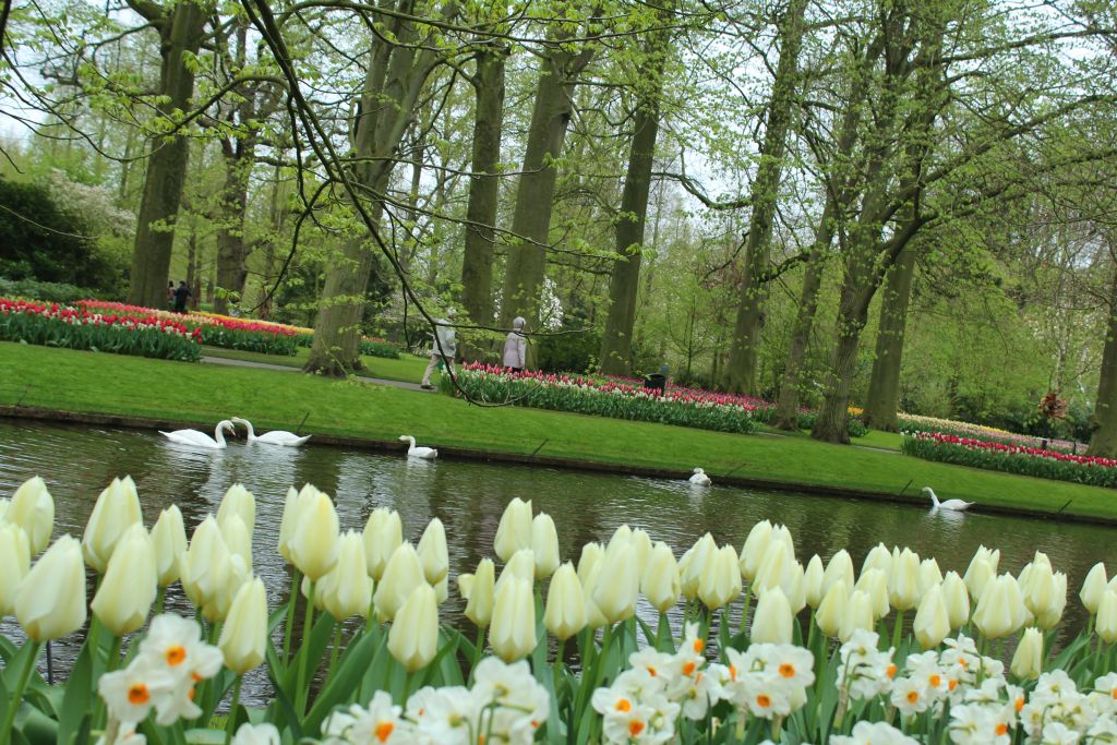 Tulips and swans